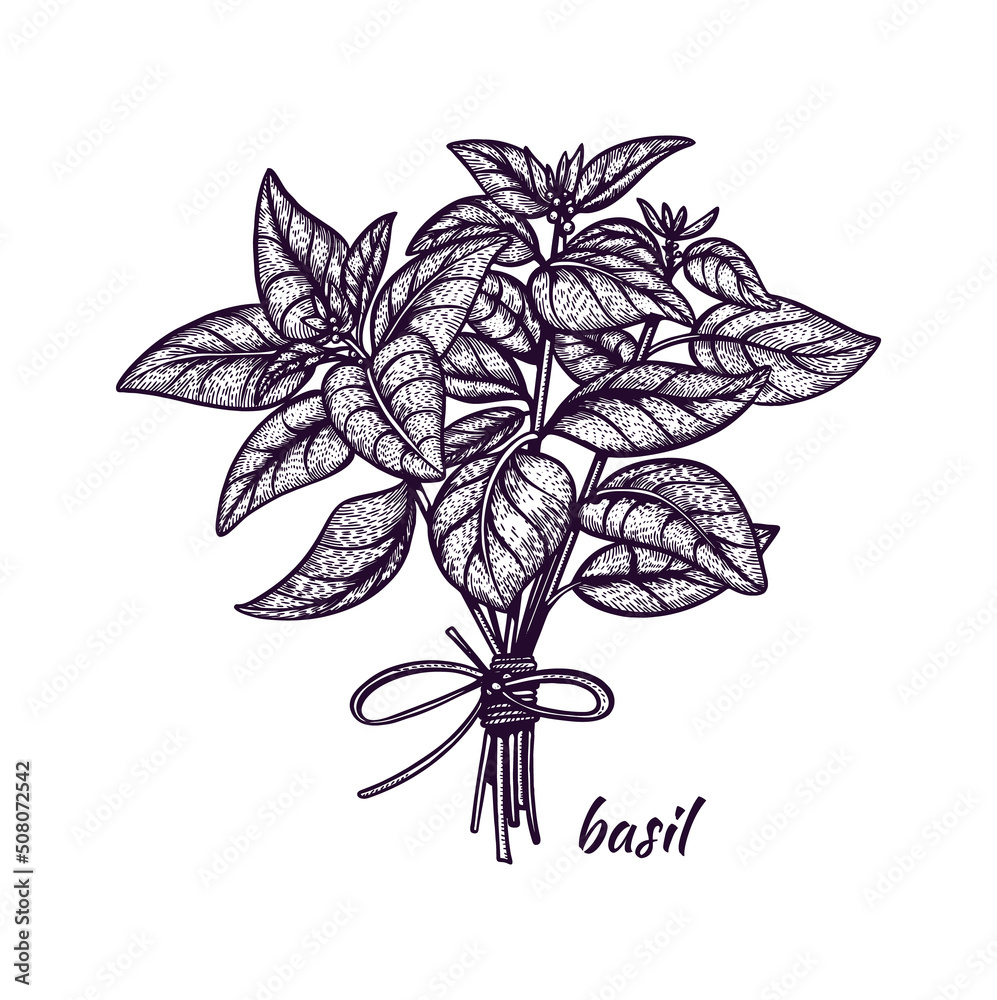 Basil illustration