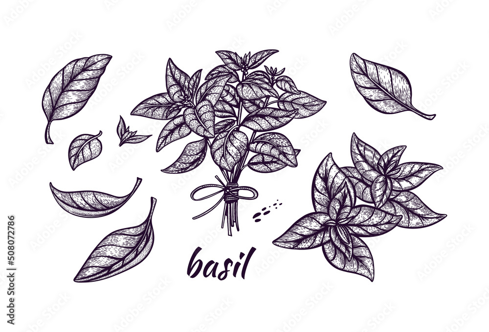 Basil illustration