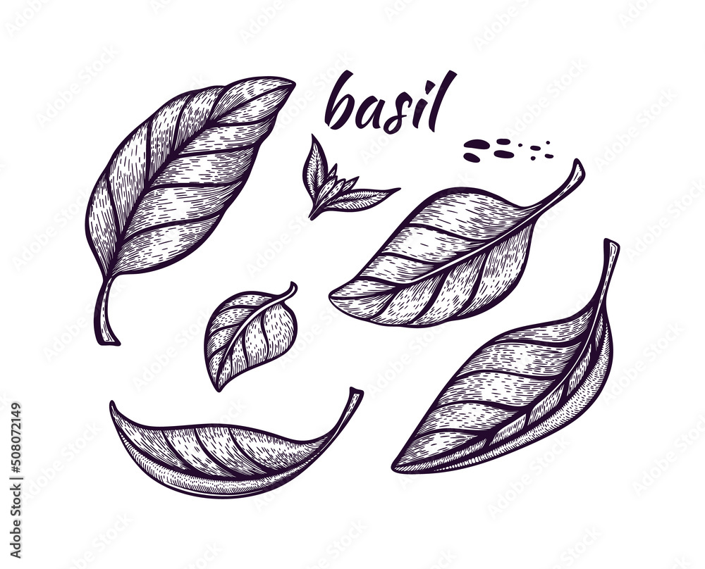 Basil illustration
