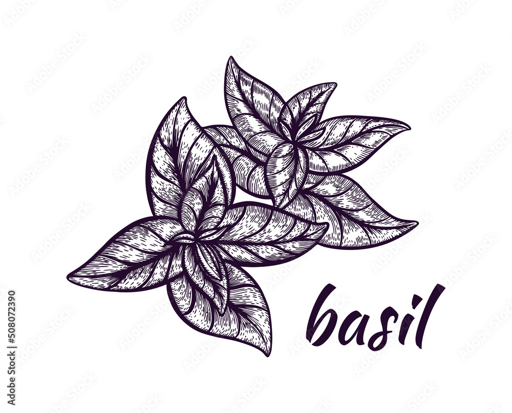 Basil illustration