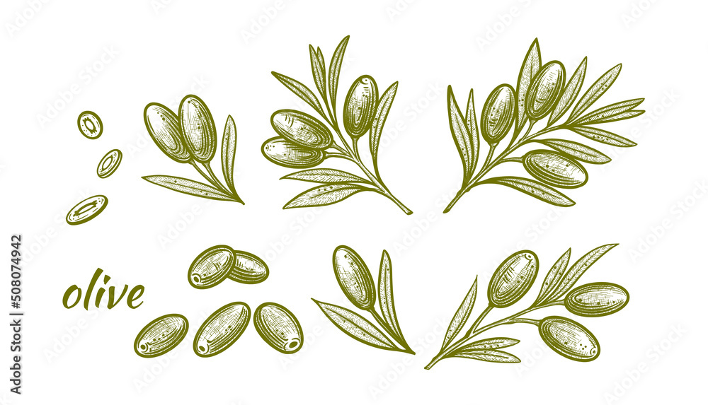 Olive branch illustration