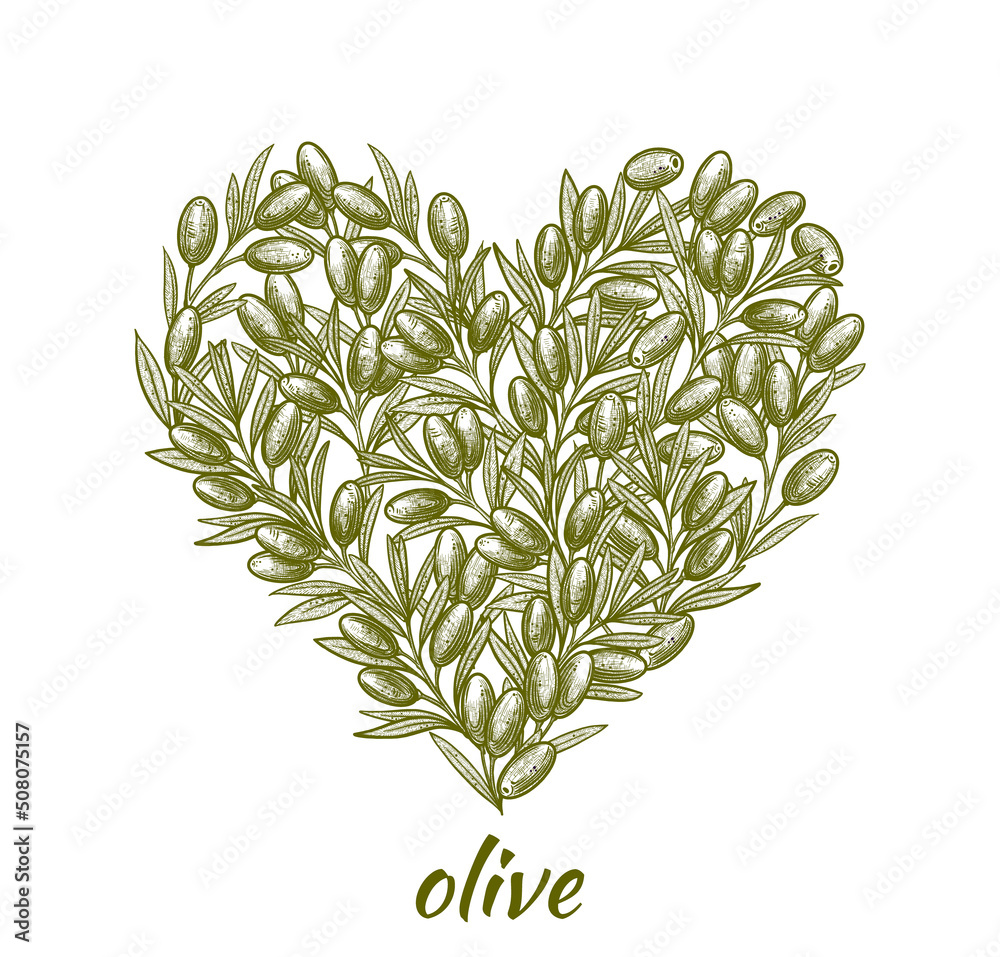 Olive branch illustration