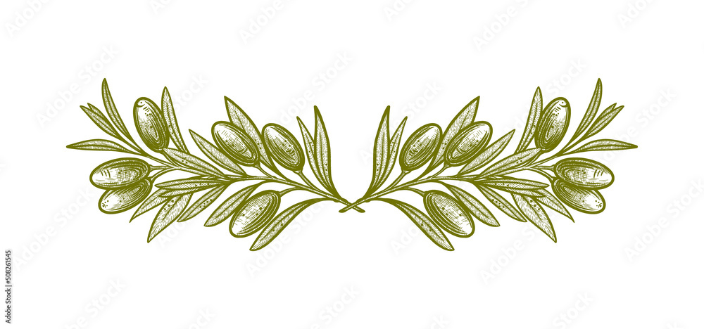 Olive branch illustration