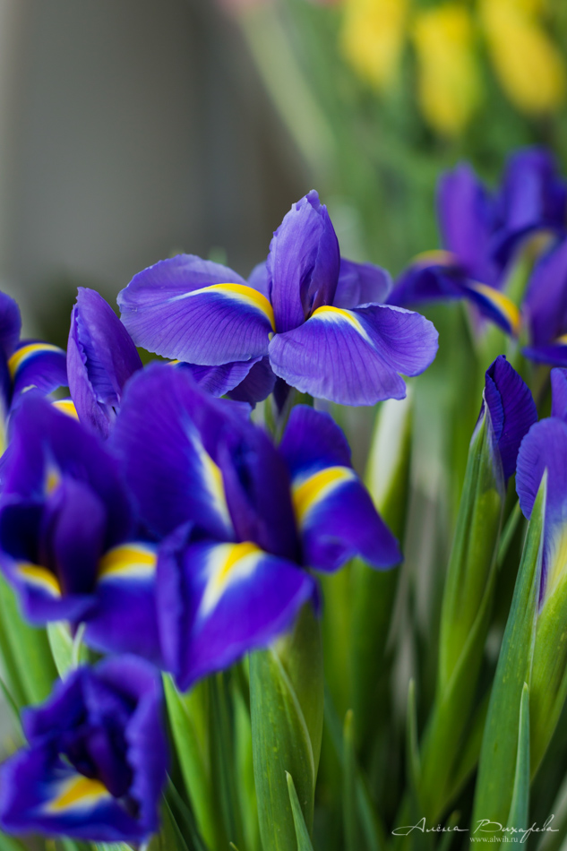 Интерьерная съёмка салона Цветочка. Фотограф Вихарева Алёна