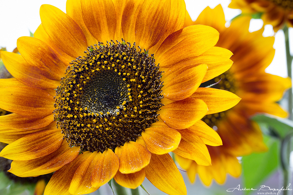 Иссык-Кульский подсолнух