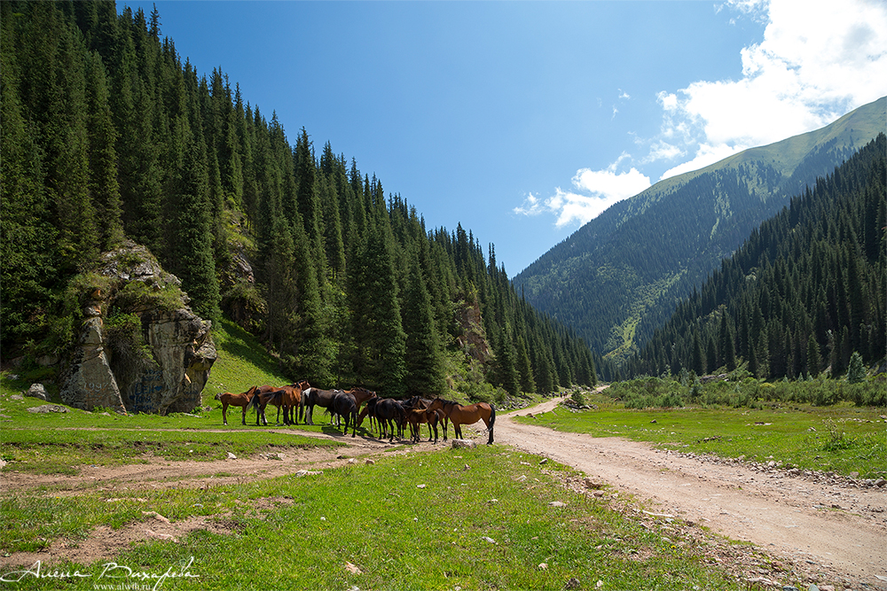 Григорьевское ущелье, Кыргызстан, Иссык-кульская область Григорьевское ущелье, Кыргызстан, Иссык-кульская область