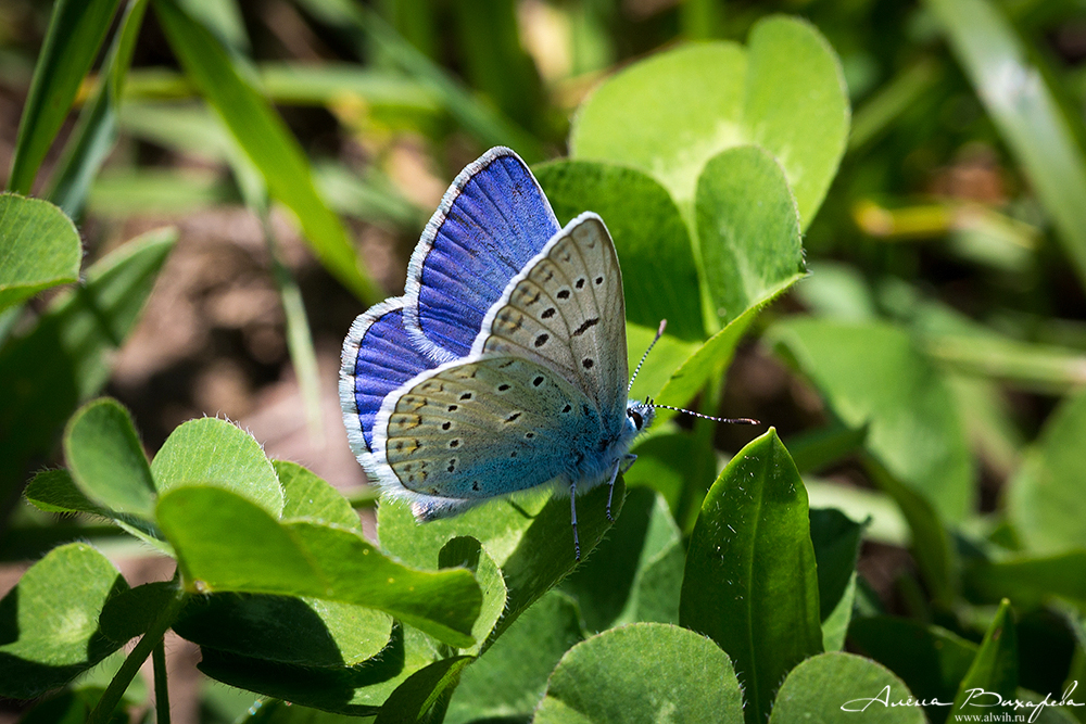 Молодая бобочка Молодая бабочка