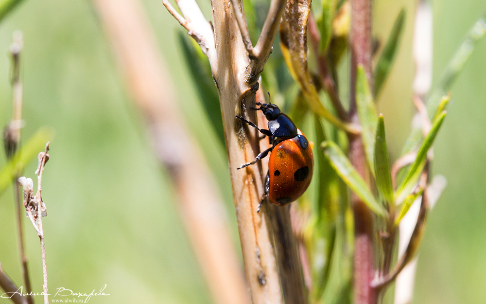 Иссык-Кульская божья коровка Иссык-Кульская божья коровка