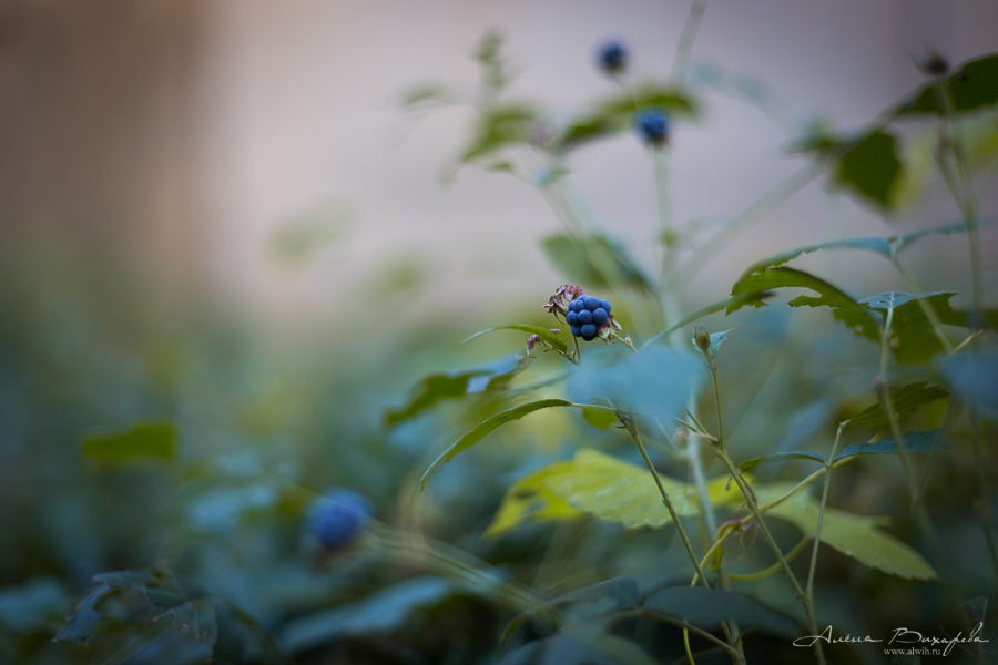 Семейная фотосессия на природе