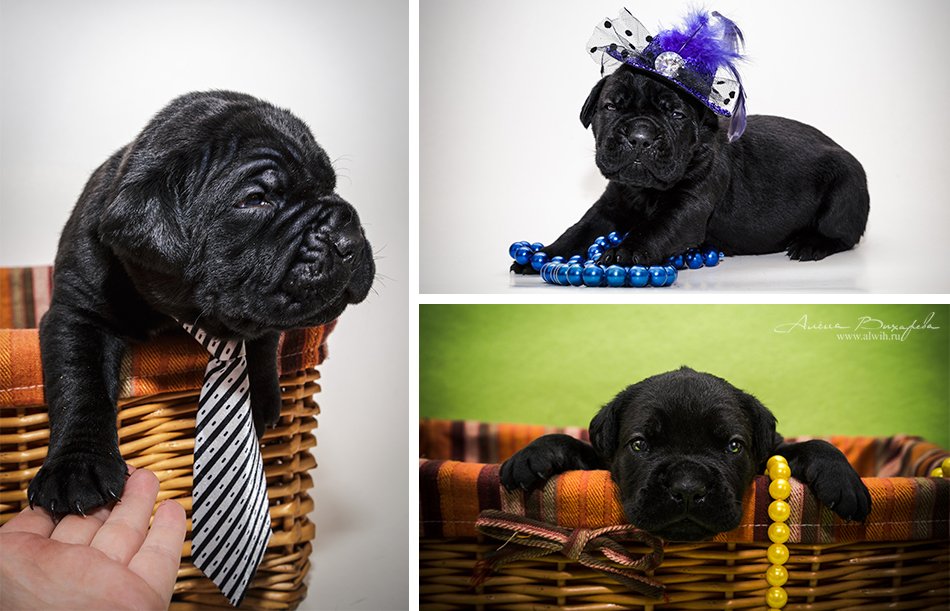 Фотосъемка щенков  для питомника Итальянского Кане-Корсо Royal Sapphire. Фотограф Вихарева Алена