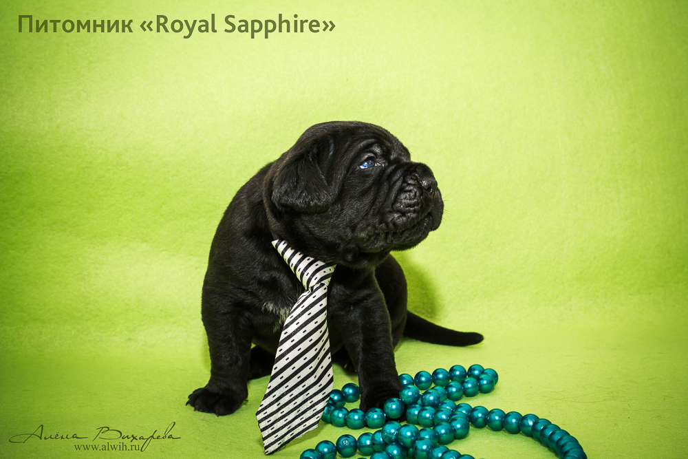 Фотосъемка щенков для питомника Итальянского Кане-Корсо Royal Sapphire. Фотограф Вихарева Алена Фотосъемка щенков для питомника Итальянского Кане-Корсо Royal Sapphire. Фотограф Вихарева Алена