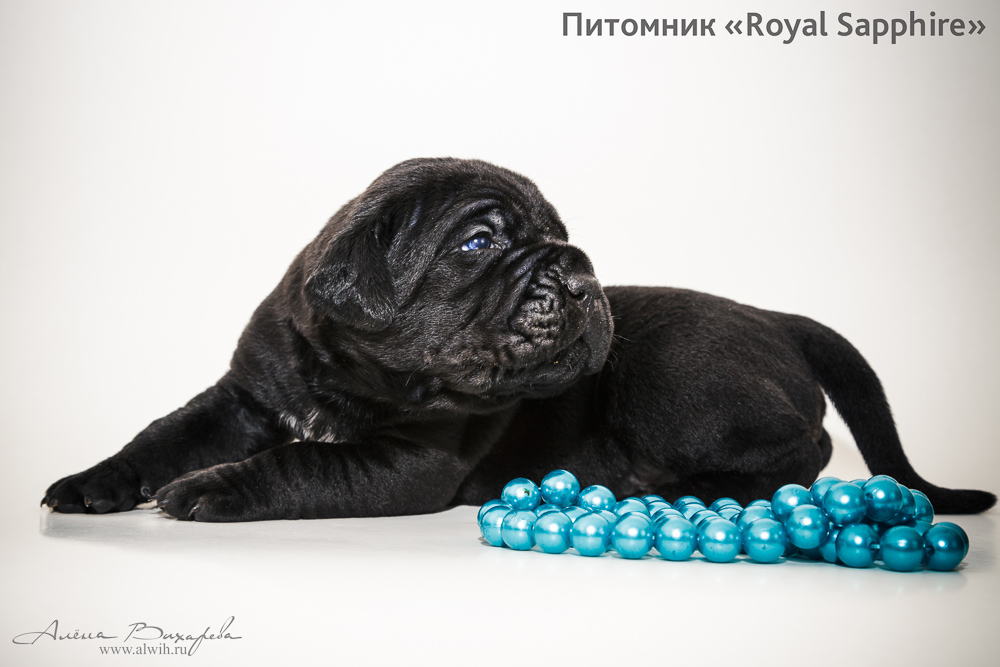 Фотосъемка щенков для питомника Итальянского Кане-Корсо Royal Sapphire. Фотограф Вихарева Алена Фотосъемка щенков для питомника Итальянского Кане-Корсо Royal Sapphire. Фотограф Вихарева Алена