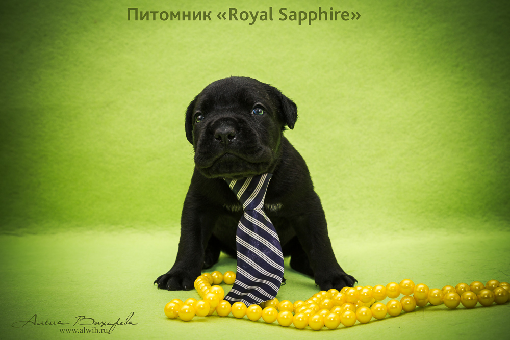 Фотосъемка щенков для питомника Итальянского Кане-Корсо Royal Sapphire. Фотограф Вихарева Алена Фотосъемка щенков для питомника Итальянского Кане-Корсо Royal Sapphire. Фотограф Вихарева Алена