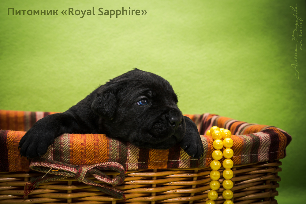 Фотосъемка щенков для питомника Итальянского Кане-Корсо Royal Sapphire. Фотограф Вихарева Алена Фотосъемка щенков для питомника Итальянского Кане-Корсо Royal Sapphire. Фотограф Вихарева Алена