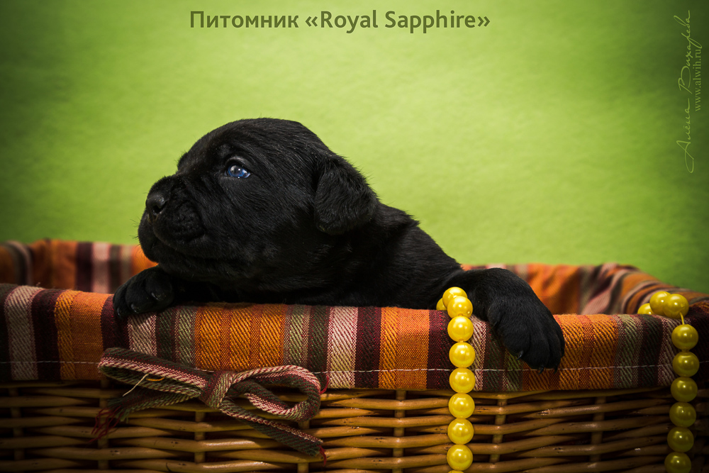 Фотосъемка щенков для питомника Итальянского Кане-Корсо Royal Sapphire. Фотограф Вихарева Алена Фотосъемка щенков для питомника Итальянского Кане-Корсо Royal Sapphire. Фотограф Вихарева Алена