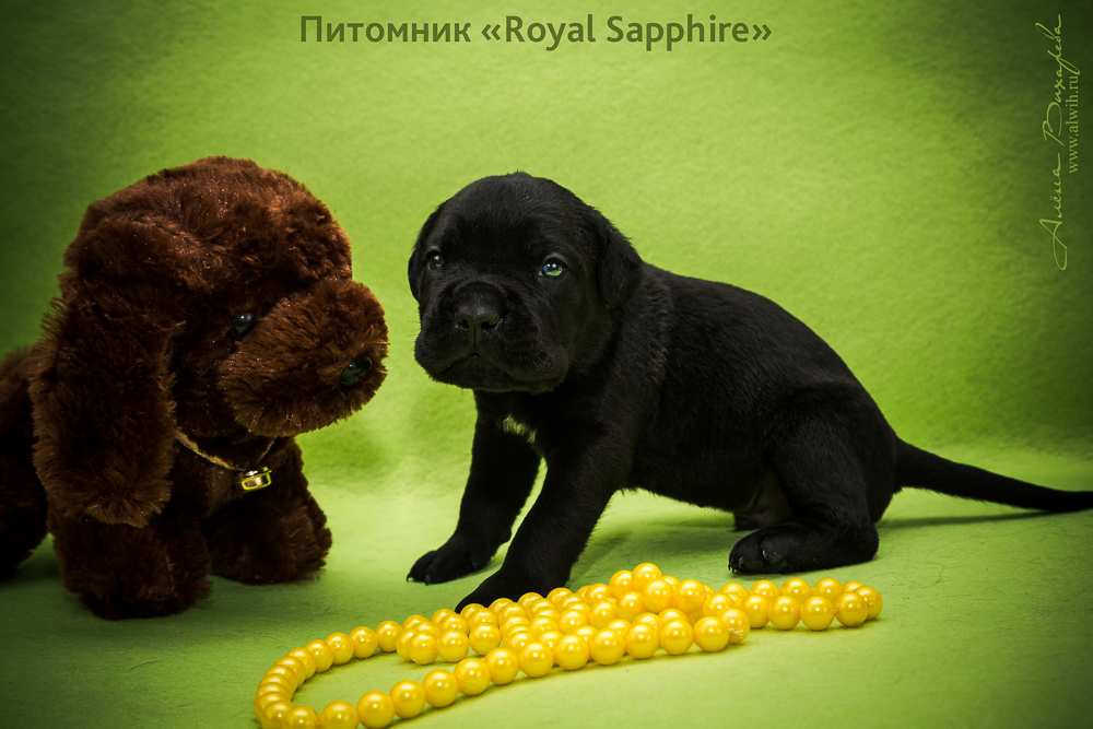 Фотосъемка щенков для питомника Итальянского Кане-Корсо Royal Sapphire. Фотограф Вихарева Алена Фотосъемка щенков для питомника Итальянского Кане-Корсо Royal Sapphire. Фотограф Вихарева Алена
