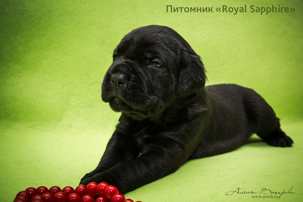 Фотосъемка щенков для питомника Итальянского Кане-Корсо Royal Sapphire. Фотограф Вихарева Алена Фотосъемка щенков для питомника Итальянского Кане-Корсо Royal Sapphire. Фотограф Вихарева Алена