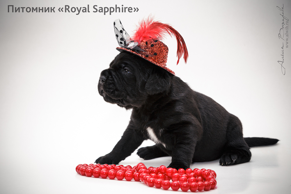 Фотосъемка щенков для питомника Итальянского Кане-Корсо Royal Sapphire. Фотограф Вихарева Алена Фотосъемка щенков для питомника Итальянского Кане-Корсо Royal Sapphire. Фотограф Вихарева Алена