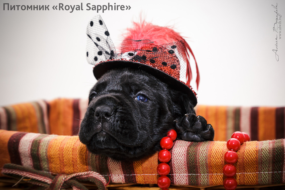 Фотосъемка щенков для питомника Итальянского Кане-Корсо Royal Sapphire. Фотограф Вихарева Алена Фотосъемка щенков для питомника Итальянского Кане-Корсо Royal Sapphire. Фотограф Вихарева Алена