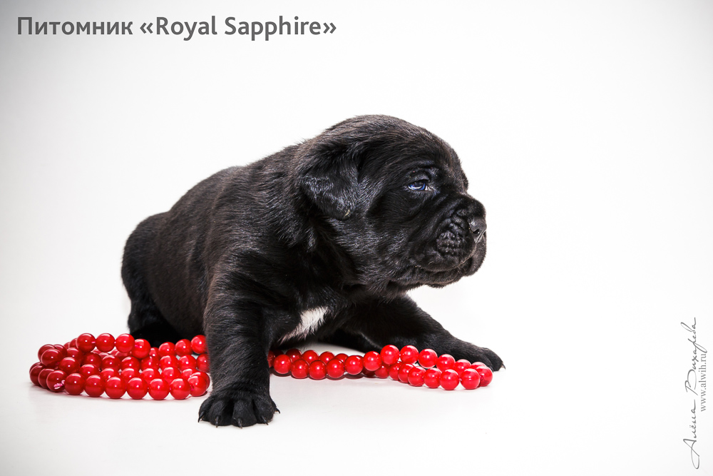 Фотосъемка щенков для питомника Итальянского Кане-Корсо Royal Sapphire. Фотограф Вихарева Алена Фотосъемка щенков для питомника Итальянского Кане-Корсо Royal Sapphire. Фотограф Вихарева Алена