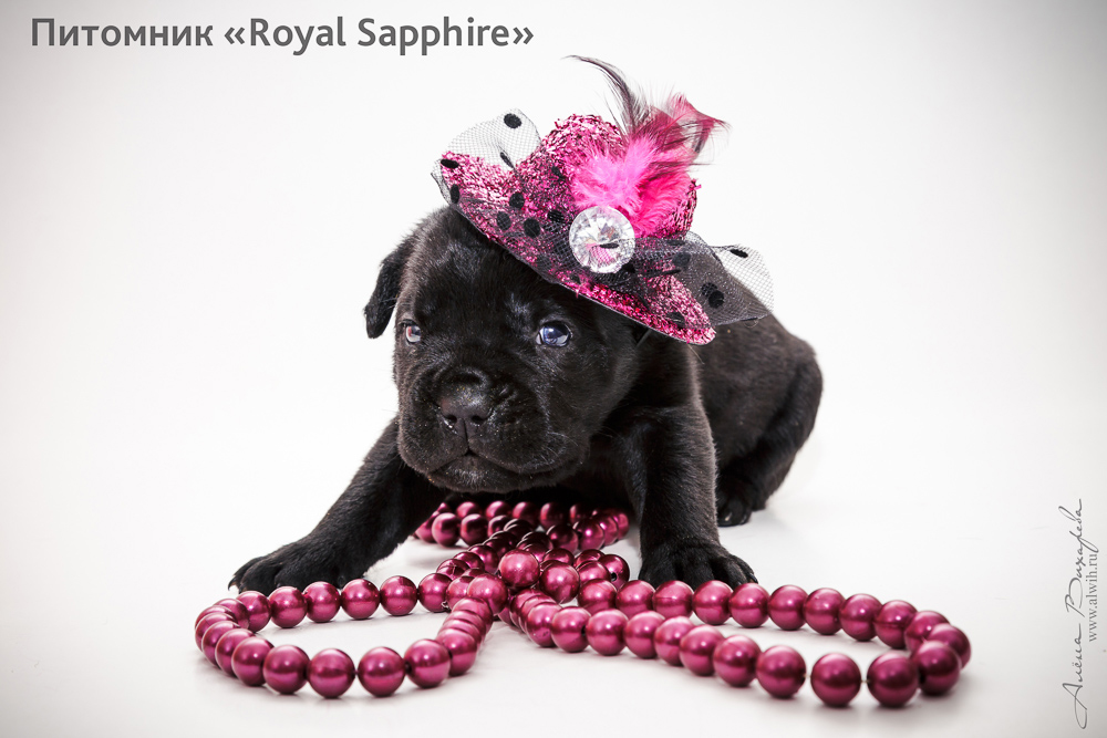 Фотосъемка щенков для питомника Итальянского Кане-Корсо Royal Sapphire. Фотограф Вихарева Алена Фотосъемка щенков для питомника Итальянского Кане-Корсо Royal Sapphire. Фотограф Вихарева Алена