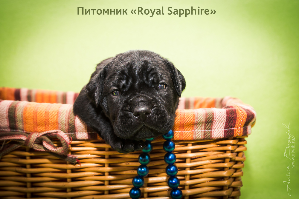 Фотосъемка щенков для питомника Итальянского Кане-Корсо Royal Sapphire. Фотограф Вихарева Алена Фотосъемка щенков для питомника Итальянского Кане-Корсо Royal Sapphire. Фотограф Вихарева Алена