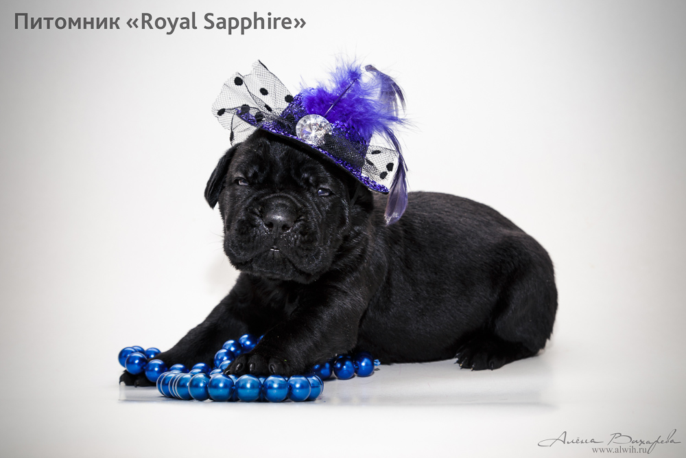 Фотосъемка щенков для питомника Итальянского Кане-Корсо Royal Sapphire. Фотограф Вихарева Алена Фотосъемка щенков для питомника Итальянского Кане-Корсо Royal Sapphire. Фотограф Вихарева Алена