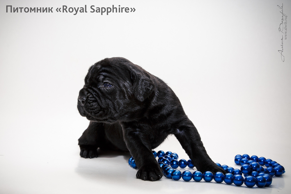 Фотосъемка щенков для питомника Итальянского Кане-Корсо Royal Sapphire. Фотограф Вихарева Алена Фотосъемка щенков для питомника Итальянского Кане-Корсо Royal Sapphire. Фотограф Вихарева Алена