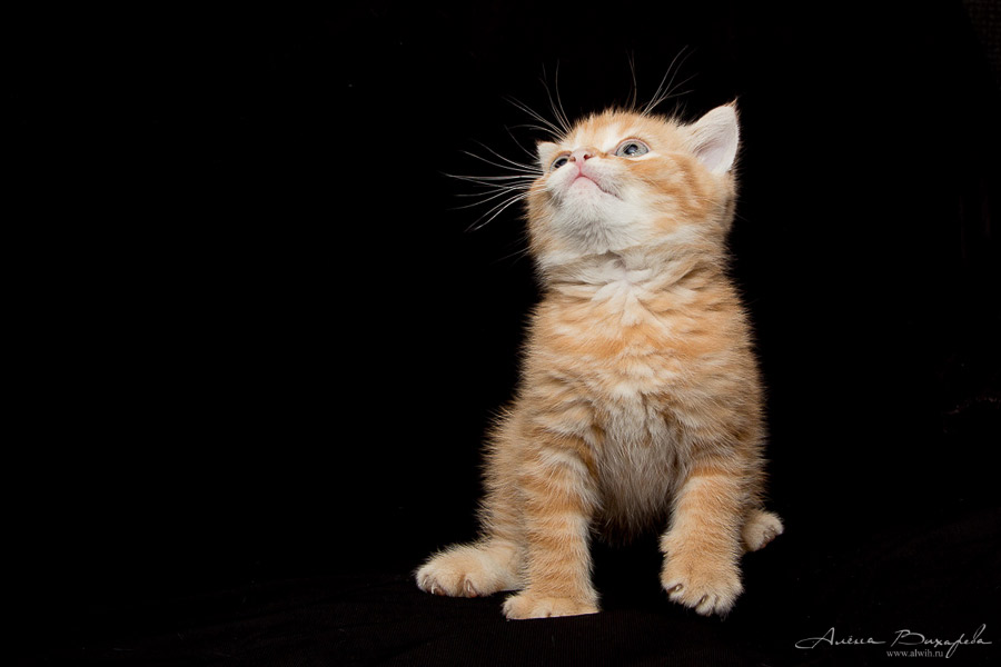 Фотографии котят и кошек Фотографии котят и кошек