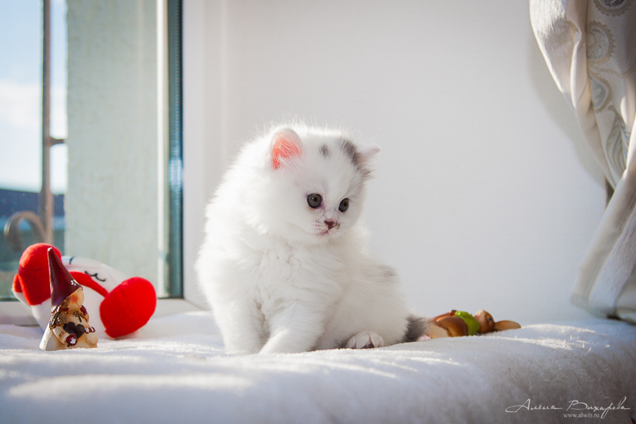 фотографии котят и кошек фотографии котят и кошек