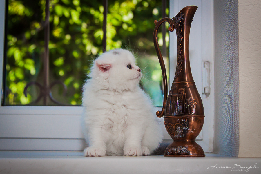 фотографии котят и кошек фотографии котят и кошек