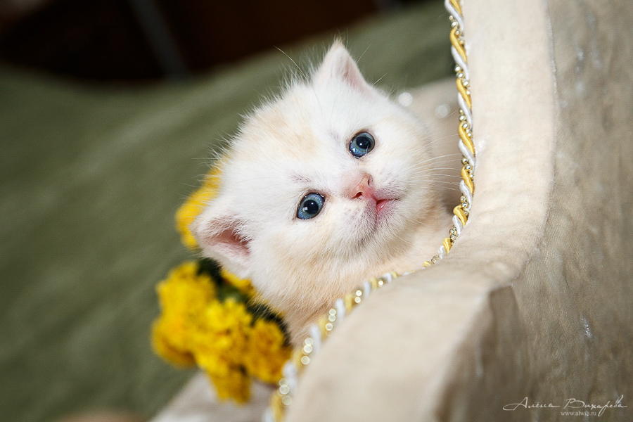 фотографии котят и кошек фотографии котят и кошек