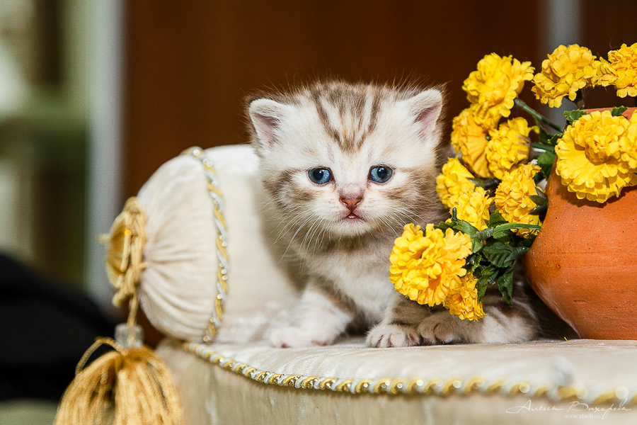 фотографии котят и кошек фотографии котят и кошек