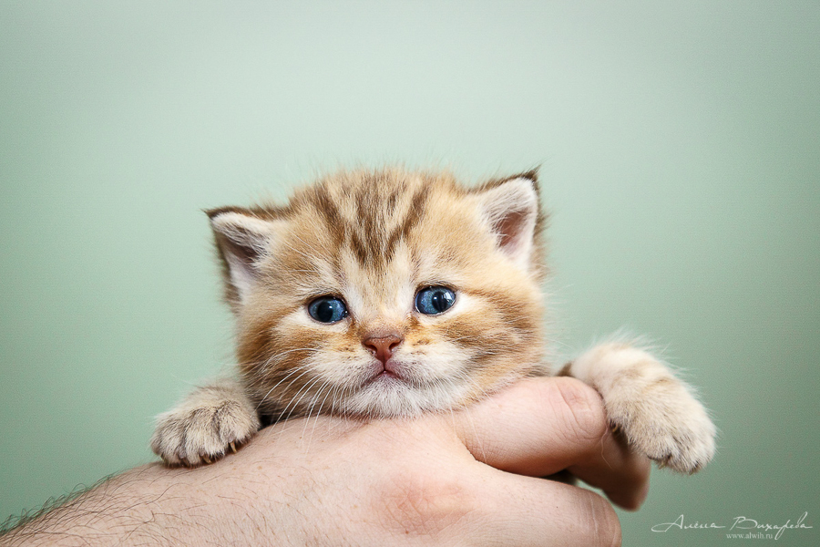 Фотографии котят и кошек Фотографии котят и кошек