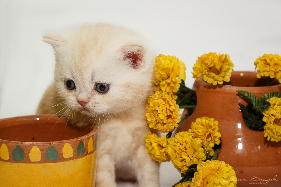 Фотографии котят и кошек Фотографии котят и кошек