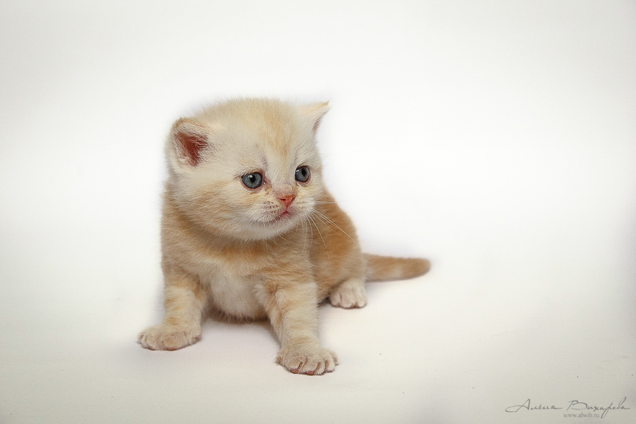 Фотографии котят и кошек Фотографии котят и кошек