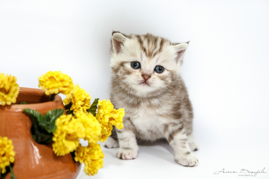 Фотографии котят и кошек Фотографии котят и кошек