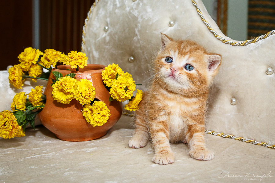 Фотографии котят и кошек Фотографии котят и кошек