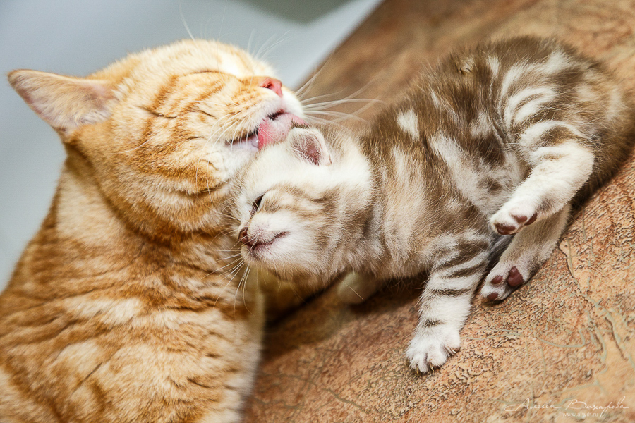 Фотографии котят и кошек Фотографии котят и кошек
