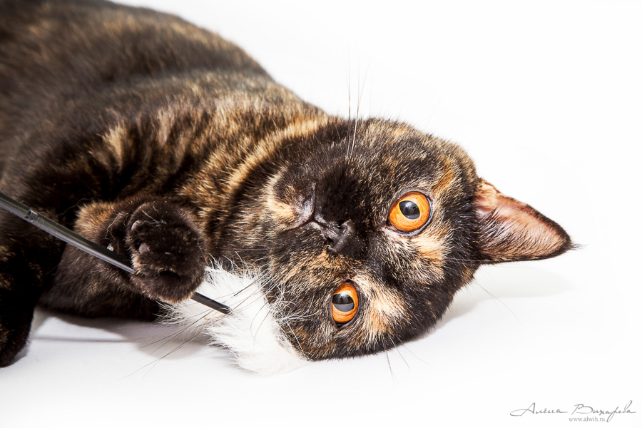 Фотографии котят и кошек Фотографии котят и кошек