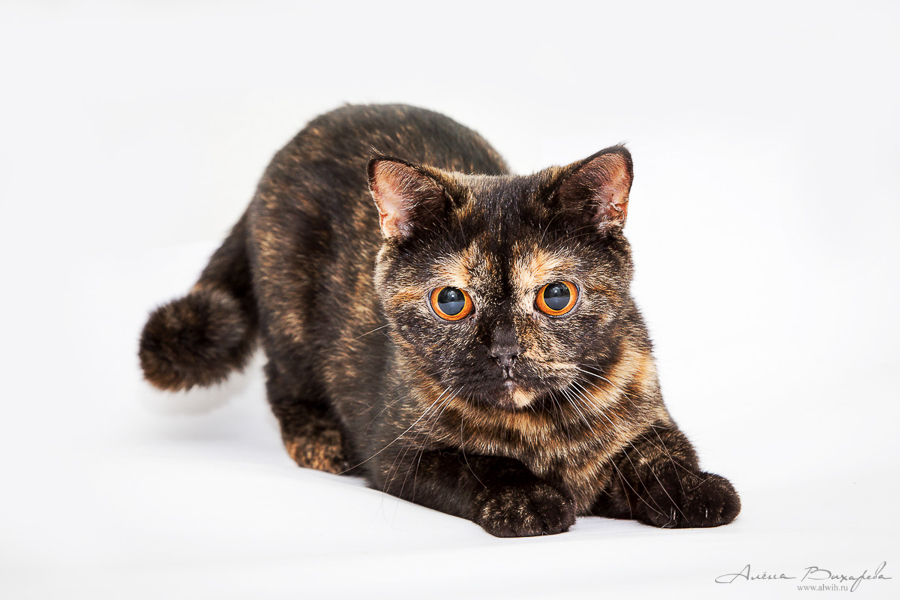 Фотографии котят и кошек Фотографии котят и кошек