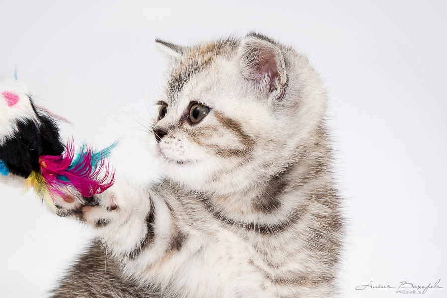 Фотографии котят и кошек Фотографии котят и кошек