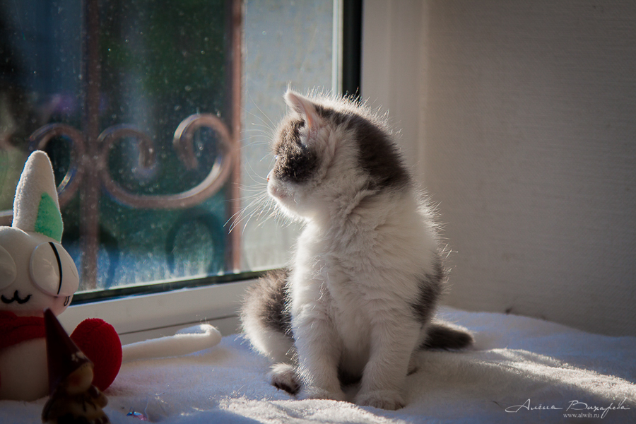 Фотографии котят и кошек Фотографии котят и кошек