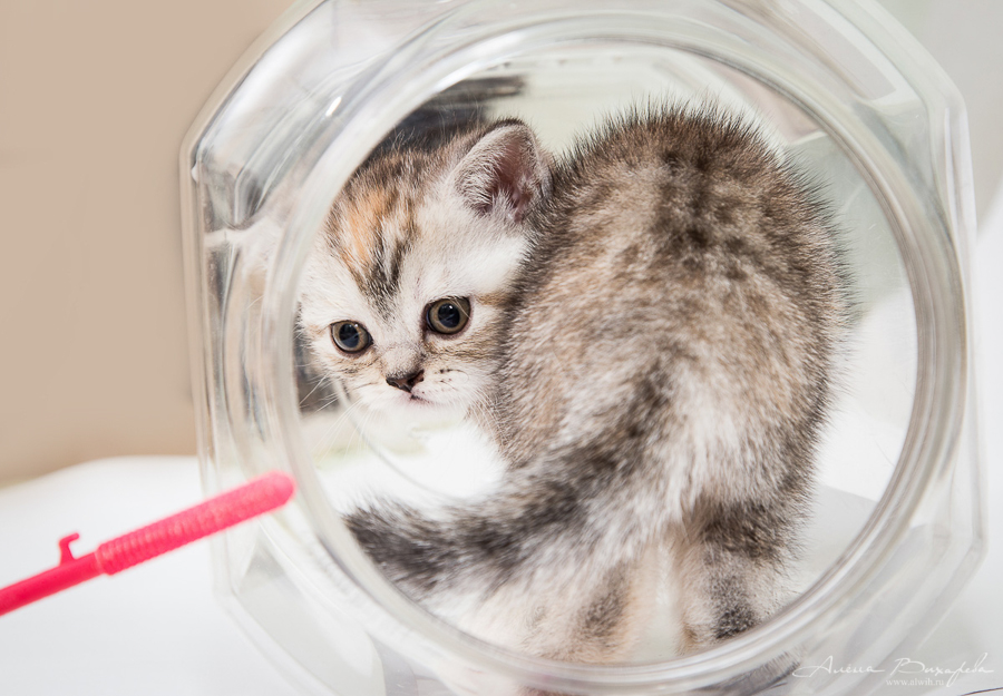 Фотографии котят и кошек Фотографии котят и кошек