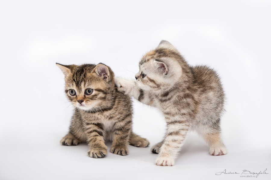 Фотографии котят и кошек Фотографии котят и кошек