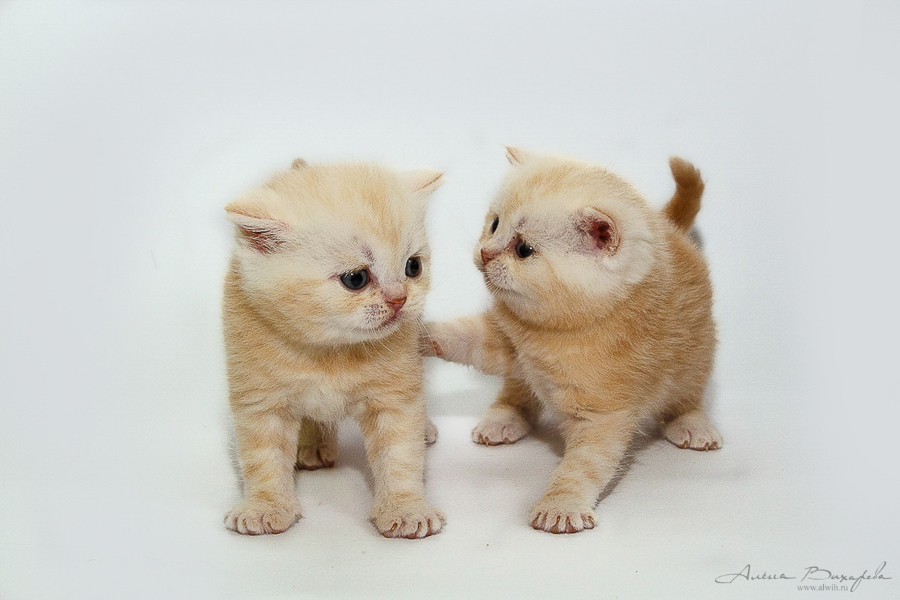 Фотографии котят и кошек Фотографии котят и кошек