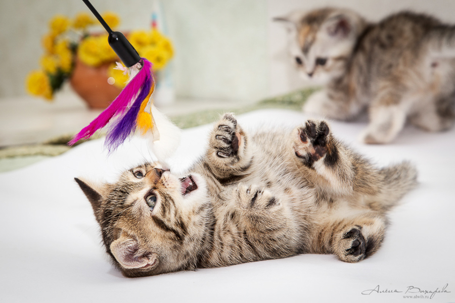 Фотографии котят и кошек Фотографии котят и кошек