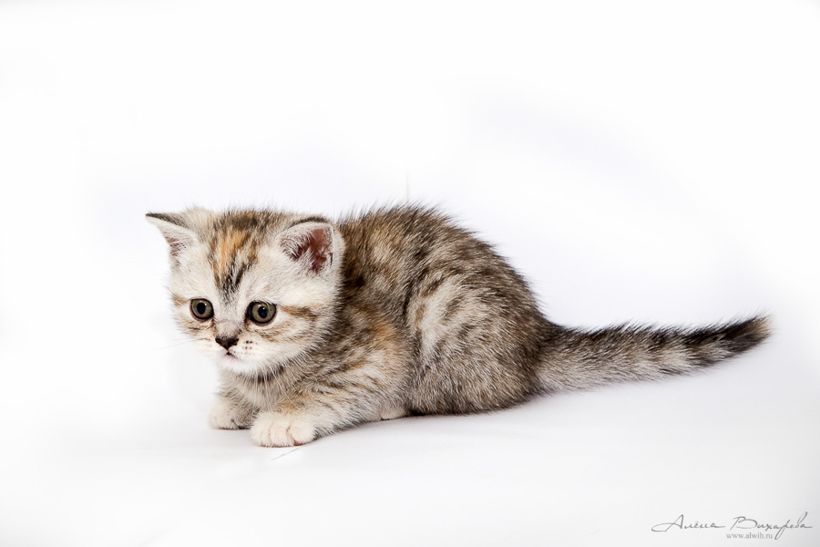 Фотографии котят и кошек Фотографии котят и кошек