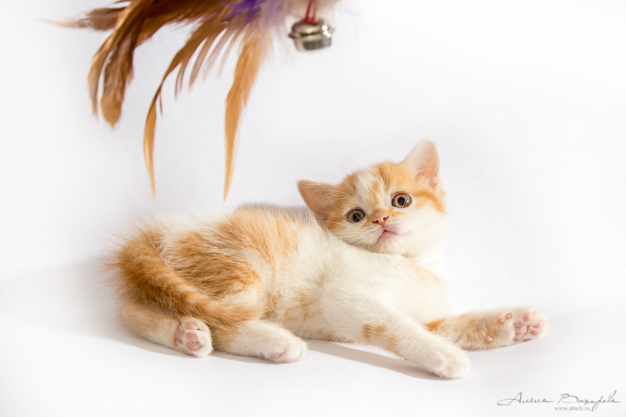 Фотографии котят и кошек Фотографии котят и кошек