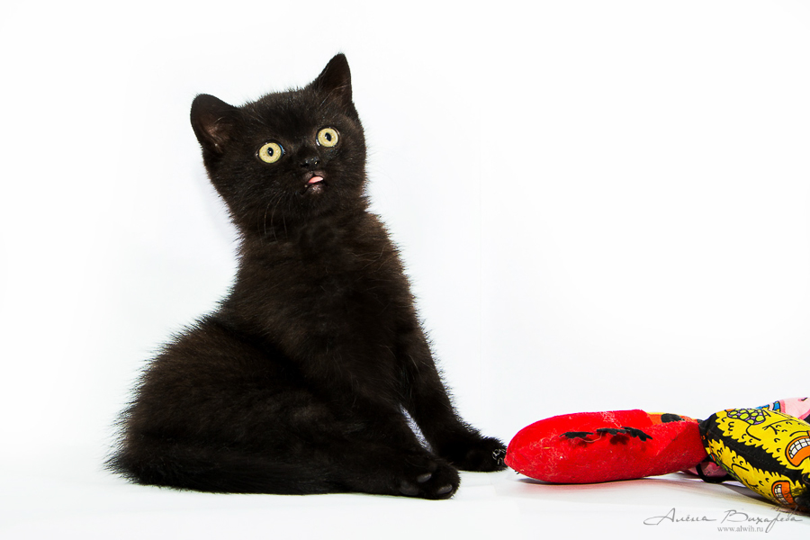 Фотографии котят и кошек Фотографии котят и кошек